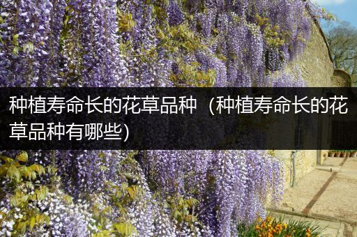 种植寿命长的花草品种（种植寿命长的花草品种有哪些）