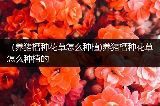 （养猪槽种花草怎么种植)养猪槽种花草怎么种植的