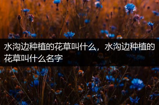 水沟边种植的花草叫什么，水沟边种植的花草叫什么名字