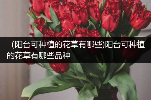 （阳台可种植的花草有哪些)阳台可种植的花草有哪些品种