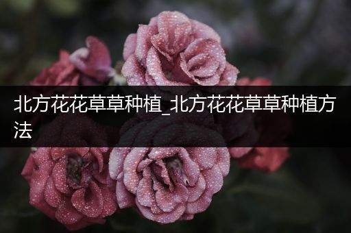 北方花花草草种植_北方花花草草种植方法