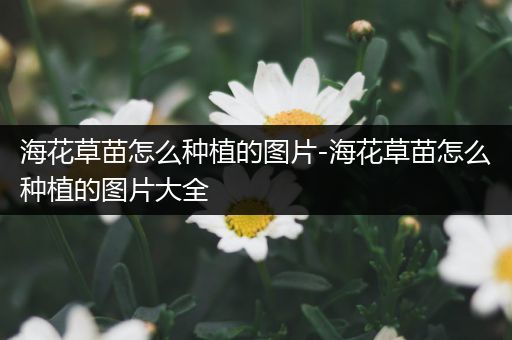 海花草苗怎么种植的图片-海花草苗怎么种植的图片大全
