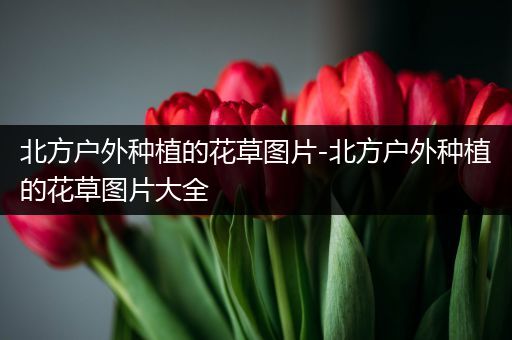北方户外种植的花草图片-北方户外种植的花草图片大全