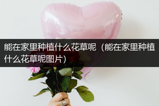 能在家里种植什么花草呢（能在家里种植什么花草呢图片）