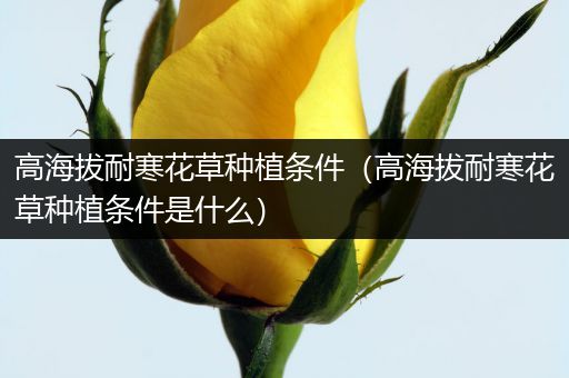 高海拔耐寒花草种植条件（高海拔耐寒花草种植条件是什么）