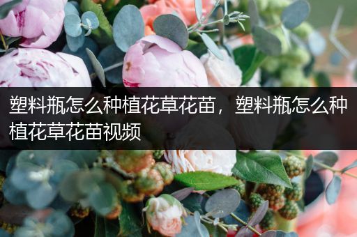 塑料瓶怎么种植花草花苗，塑料瓶怎么种植花草花苗视频