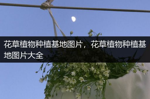花草植物种植基地图片，花草植物种植基地图片大全