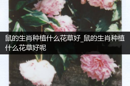 鼠的生肖种植什么花草好_鼠的生肖种植什么花草好呢