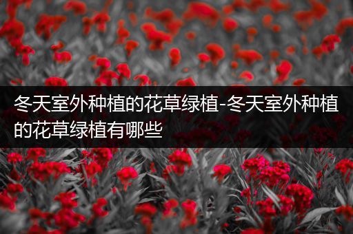 冬天室外种植的花草绿植-冬天室外种植的花草绿植有哪些