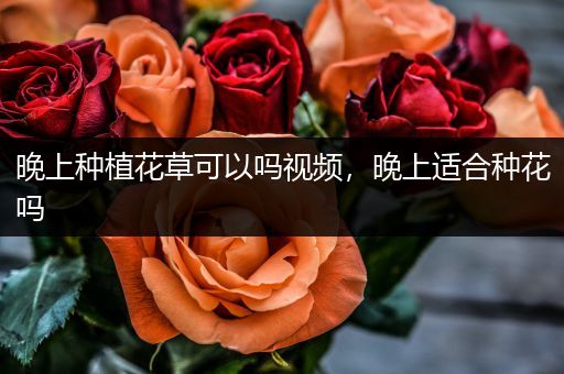 晚上种植花草可以吗视频，晚上适合种花吗