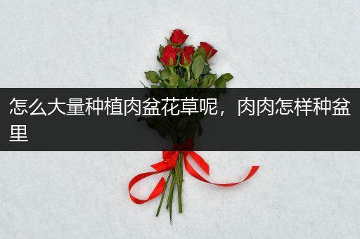 怎么大量种植肉盆花草呢，肉肉怎样种盆里