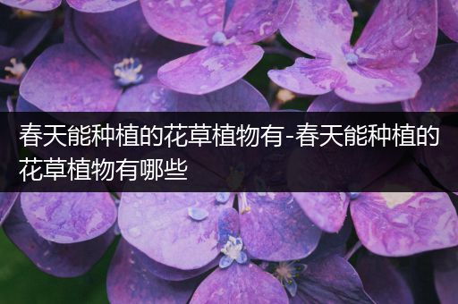 春天能种植的花草植物有-春天能种植的花草植物有哪些