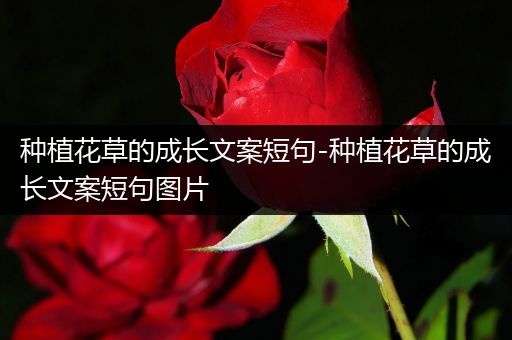 种植花草的成长文案短句-种植花草的成长文案短句图片