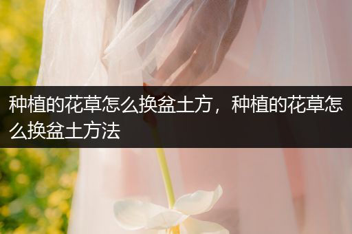 种植的花草怎么换盆土方，种植的花草怎么换盆土方法