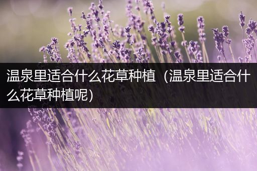 温泉里适合什么花草种植（温泉里适合什么花草种植呢）