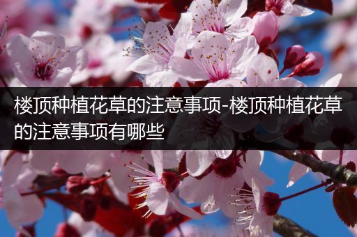 楼顶种植花草的注意事项-楼顶种植花草的注意事项有哪些