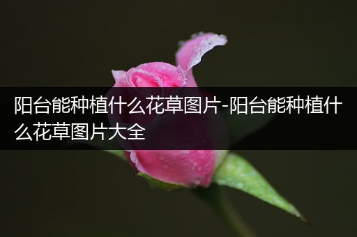 阳台能种植什么花草图片-阳台能种植什么花草图片大全
