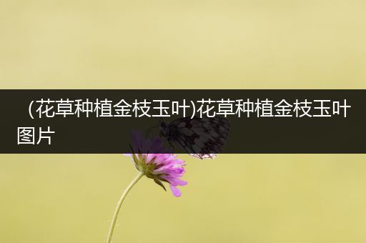 （花草种植金枝玉叶)花草种植金枝玉叶图片