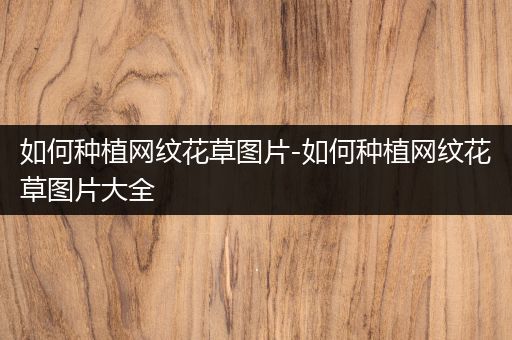 如何种植网纹花草图片-如何种植网纹花草图片大全