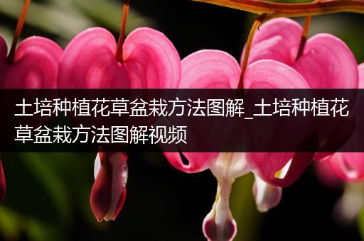 土培种植花草盆栽方法图解_土培种植花草盆栽方法图解视频
