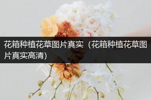 花箱种植花草图片真实（花箱种植花草图片真实高清）