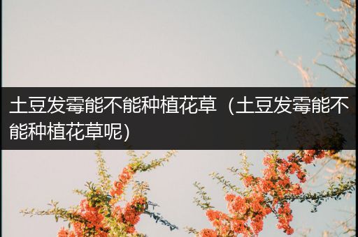 土豆发霉能不能种植花草（土豆发霉能不能种植花草呢）