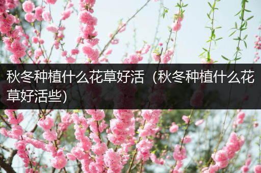 秋冬种植什么花草好活（秋冬种植什么花草好活些）