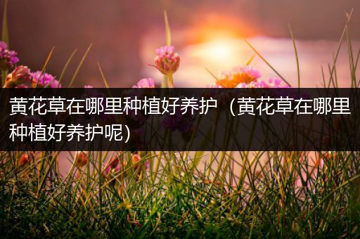 黄花草在哪里种植好养护（黄花草在哪里种植好养护呢）