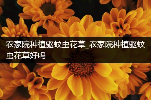 农家院种植驱蚊虫花草_农家院种植驱蚊虫花草好吗