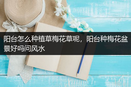 阳台怎么种植草梅花草呢，阳台种梅花盆景好吗问风水