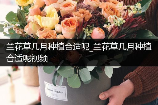 兰花草几月种植合适呢_兰花草几月种植合适呢视频