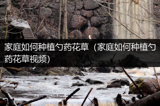家庭如何种植勺药花草（家庭如何种植勺药花草视频）