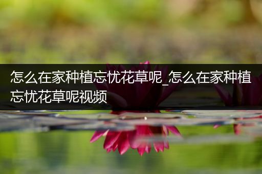 怎么在家种植忘忧花草呢_怎么在家种植忘忧花草呢视频