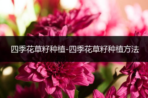 四季花草籽种植-四季花草籽种植方法
