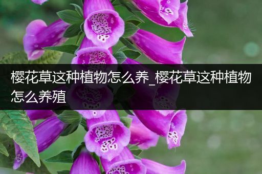 樱花草这种植物怎么养_樱花草这种植物怎么养殖