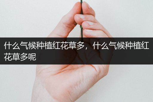 什么气候种植红花草多，什么气候种植红花草多呢