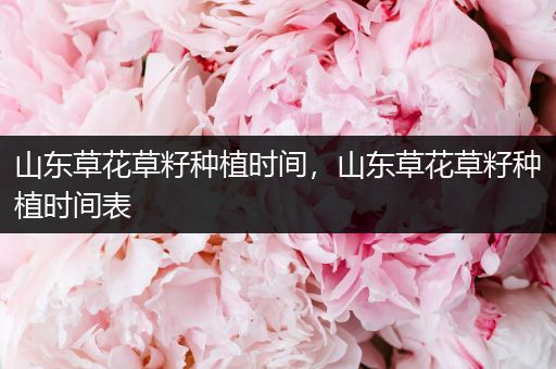 山东草花草籽种植时间，山东草花草籽种植时间表
