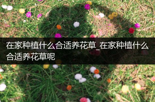 在家种植什么合适养花草_在家种植什么合适养花草呢