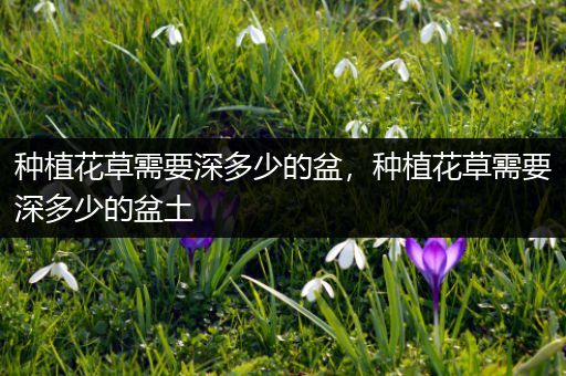种植花草需要深多少的盆，种植花草需要深多少的盆土