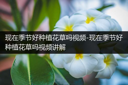 现在季节好种植花草吗视频-现在季节好种植花草吗视频讲解