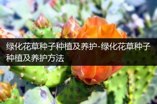 绿化花草种子种植及养护-绿化花草种子种植及养护方法