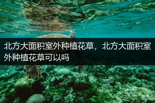 北方大面积室外种植花草，北方大面积室外种植花草可以吗