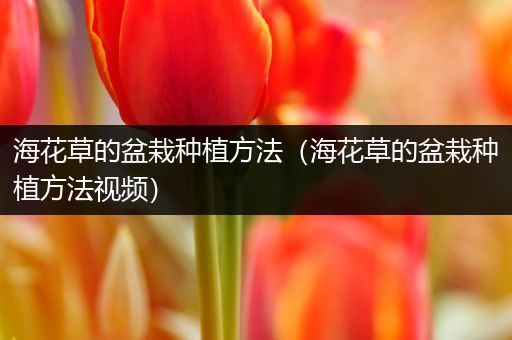 海花草的盆栽种植方法（海花草的盆栽种植方法视频）