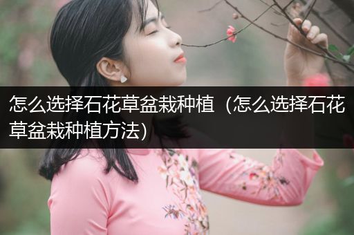 怎么选择石花草盆栽种植（怎么选择石花草盆栽种植方法）