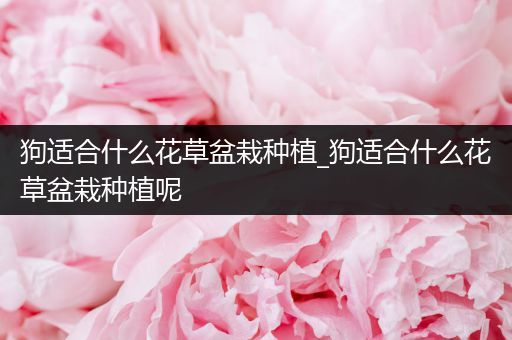 狗适合什么花草盆栽种植_狗适合什么花草盆栽种植呢