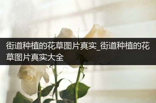 街道种植的花草图片真实_街道种植的花草图片真实大全