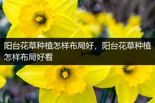 阳台花草种植怎样布局好，阳台花草种植怎样布局好看