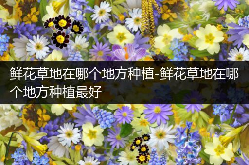 鲜花草地在哪个地方种植-鲜花草地在哪个地方种植最好