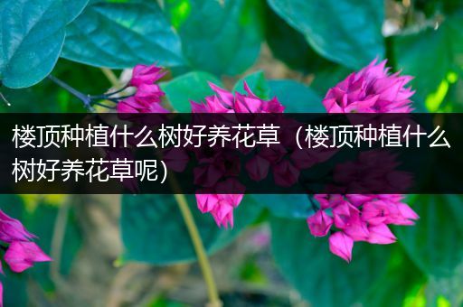 楼顶种植什么树好养花草（楼顶种植什么树好养花草呢）