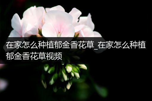 在家怎么种植郁金香花草_在家怎么种植郁金香花草视频